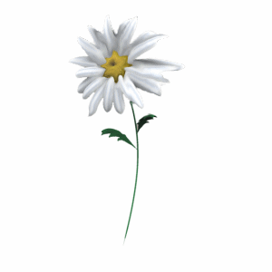 warped daisy
