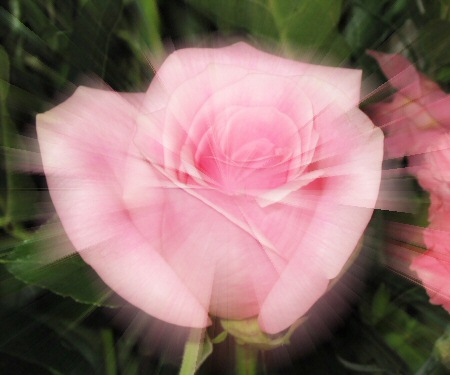 a rose from heaven