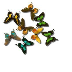 butterflies