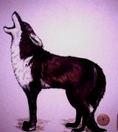 coyottee.jpg (10286 bytes)