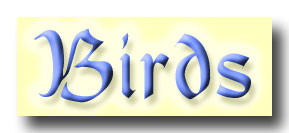 birds.jpg