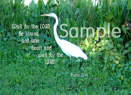 birds02.jpg