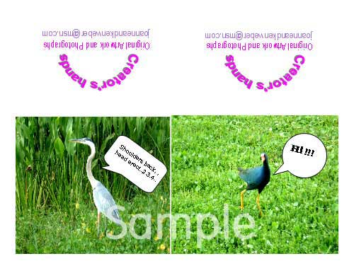 birds03.jpg