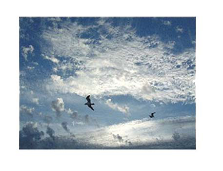 birds04.jpg