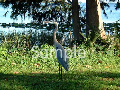 birds05.jpg