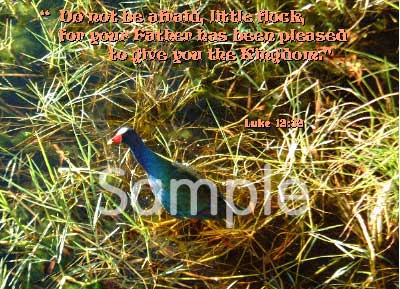 birds07.jpg