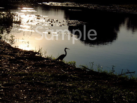 birds08.jpg