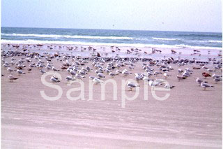 birds09.jpg