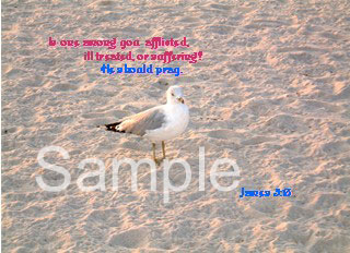 birds10.jpg