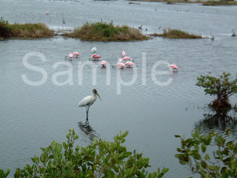 birds12.jpg