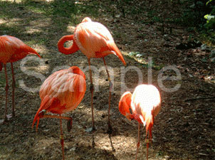 birds14.jpg