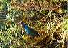 birds07