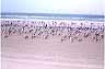 birds09