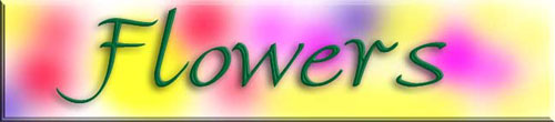 flowers2.jpg