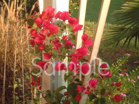 flowers02.jpg