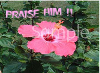 flowers03.jpg