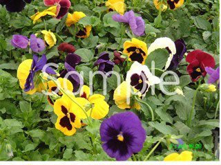 flowers04.jpg