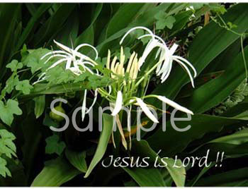 flowers05.jpg