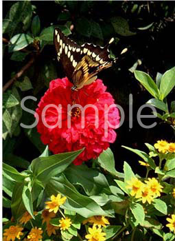 flowers06.jpg