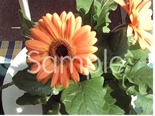 flowers07.jpg