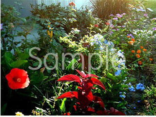 flowers08.jpg