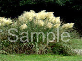 flowers09.jpg