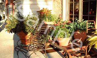 flowers10.jpg