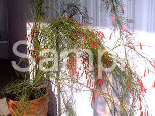flowers12.jpg