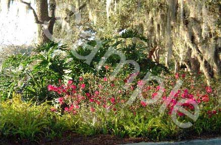 flowers14.jpg