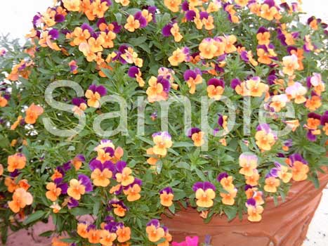 flowers16.jpg
