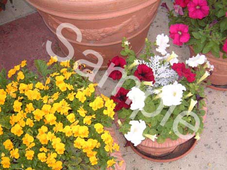 flowers18.jpg