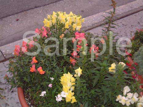 flowers19.jpg