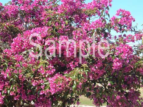flowers20.jpg