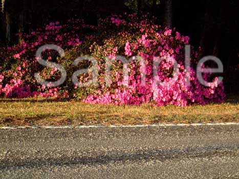flowers21.jpg