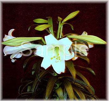 flowers22.jpg