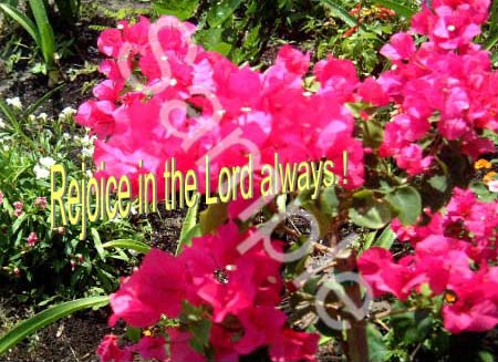 flowers23.jpg