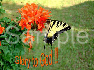 flowers25.jpg