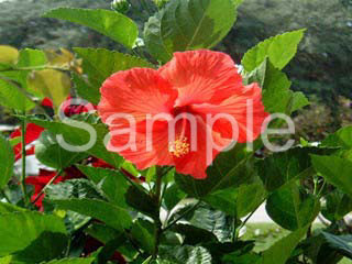 flowers26.jpg