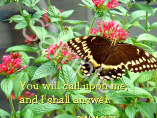 flowers27.jpg