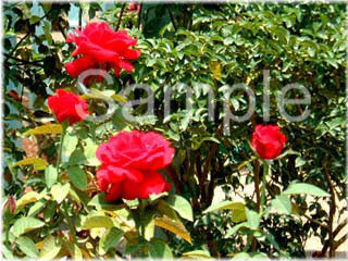 flowers28.jpg