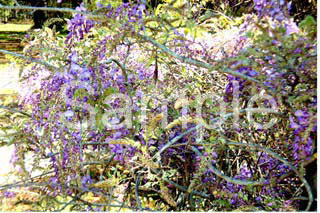 flowers31.jpg