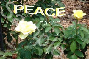 flowers34.jpg