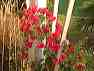 flowers02