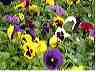 flowers04