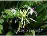 flowers05