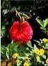 flowers06