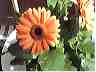 flowers07