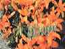 flowers11