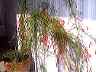 flowers12