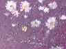 flowers13